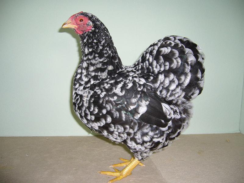 Muenster 2008 274.jpg - Zwerg Wyandotten schwarz-weissgescheckt von Jannik Otterbach Preis sg 95 E
